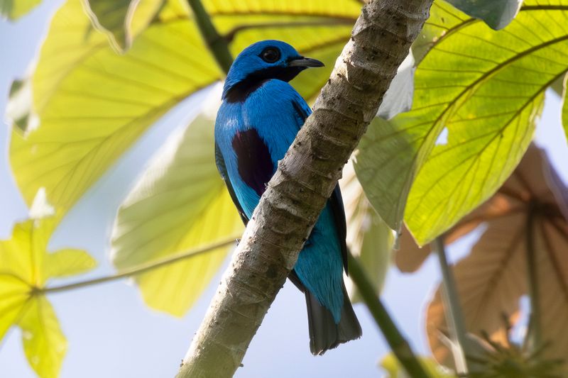 Blue Cotinga (Cotinga nattererii) Camino a El Salto, Darién, Panama