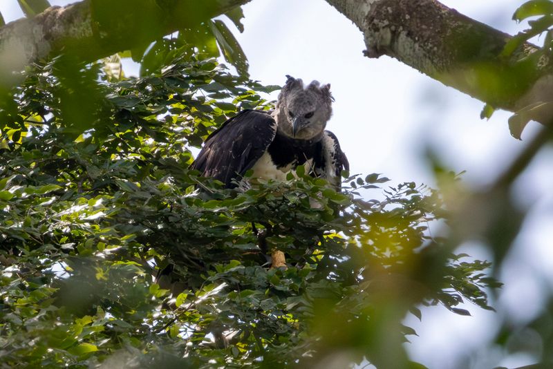 Harpy Eagle (Harpia harpyja) Camino a Pijibasal, Darién, Panama