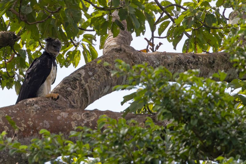 Harpy Eagle (Harpia harpyja) Camino a Pijibasal, Darién, Panama