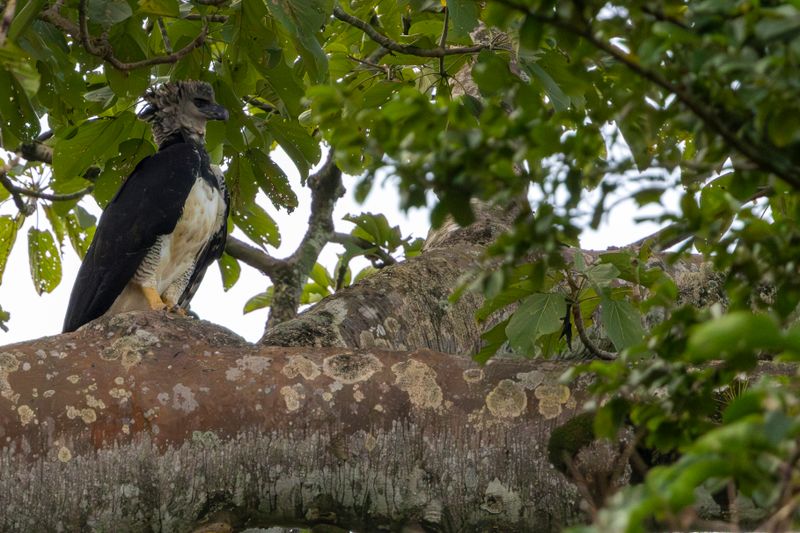 Harpy Eagle (Harpia harpyja) Camino a Pijibasal, Darién, Panama