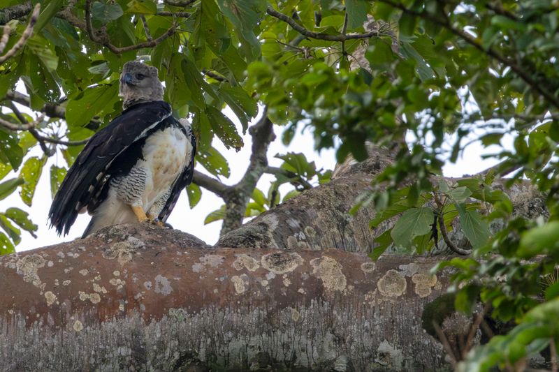 Harpy Eagle (Harpia harpyja) Camino a Pijibasal, Darién, Panama