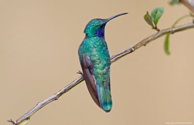 Lesser Violetear (Colibri cyanotus)