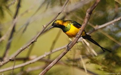 Pygmy Sunbird (Hedydipna platura)