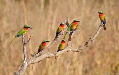 Red-throated Bee-eater (Merops bulocki)