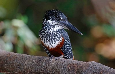 Giant Kingfisher (Megaceryle maxima)