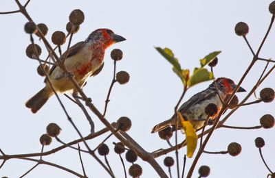 Vieillot's Barbet (Lybius vieilloti)