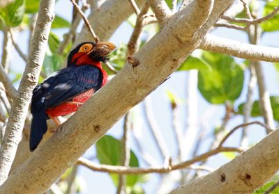 Bearded Barbet (Lybius dubius)