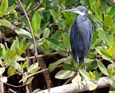 Western Reef Heron (Egretta gularis)