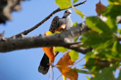 Adamawa Turtle-Dove (Streptopelia hypopyrrha) Kunkilling Forest Park, Central River, Gambia