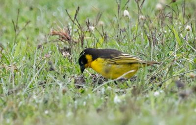 Baglafecht Weaver (Ploceus baglafecht reichenowi) Mount Kenya, Castle Forest