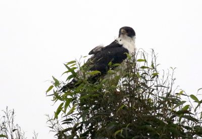 Augur Buzzard (Buteo augur) Kerugoya, Kirinyaga County, Kenya