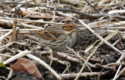 Little Bunting (Emberiza pusilla)