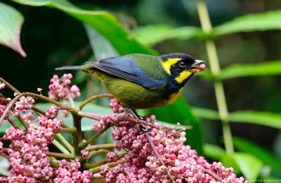 Passeriformes: Thraupidae - Tanagers and allies