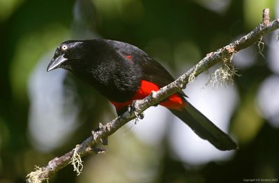 Red-bellied Grackle (Hypopyrrhus pyrohypogaster) Finca Bambusa, Jardin, Antioquia, Colombia