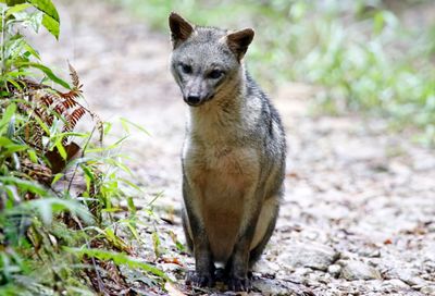 Crab-eating Fox (Cerdocyon thous) Camino Montezuma, Tatamá National Natural Park, Risaralda, Colombia