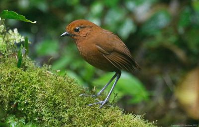 Chami Antpitta (Grallaria alvarezi) Reserva Mirador El Roble, Caldas, Colombia