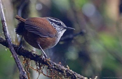 Passeriformes: Troglodytidae - Wrens