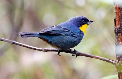 Purplish-mantled Tanager (Iridosornis porphyrocephalus)