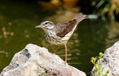 Louisiana Waterthrush (Parkesia motacilla)
