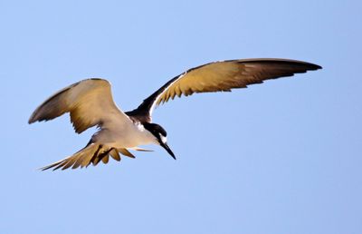 Sooty Tern (Onychoprion fuscatus)