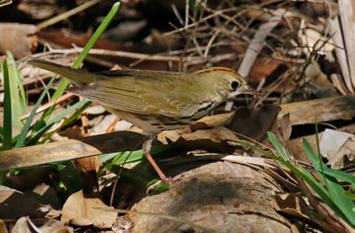 Ovenbird (Seiurus aurocapilla)
