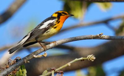 Blackburnian Warbler (Setophaga fusca)