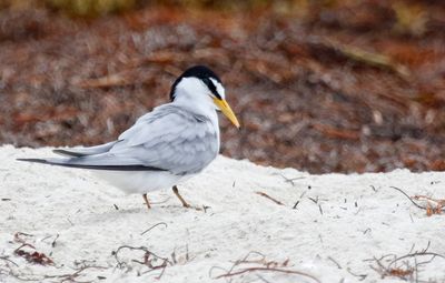 Least Tern (Sternula antillarum)