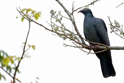 White-crowned Pigeon (Patagioenas leucocephala) Fort Zachary Taylor Historic SP, Key West, Florida