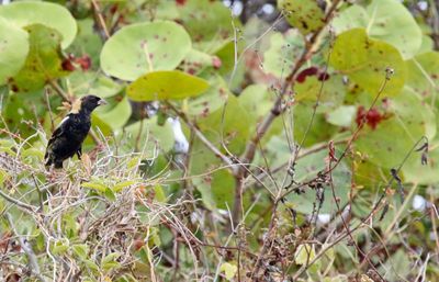 Bobolink (Dolichonyx oryzivorus)