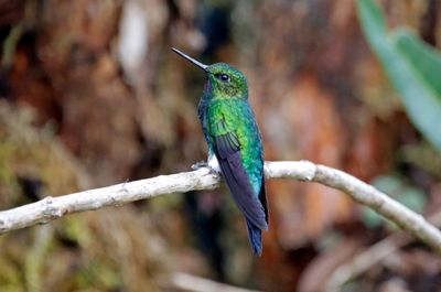 Glowing Puffleg (Eriocnemis vestita)