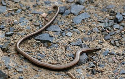 Slow Worm (Anguis fragilis)