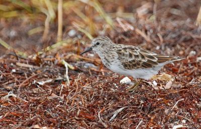 Least Sandpiper (Calidris minutilla) 