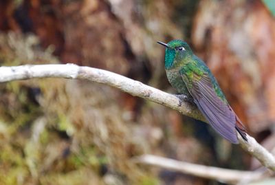 Tyrian Metaltail (Metallura tyrianthina)