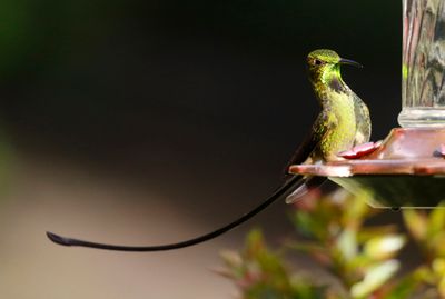 Black-tailed Trainbearer (Lesbia victoriae)