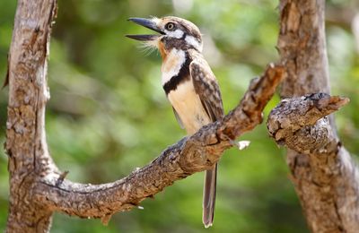 Russet-throated Puffbird (Hypnelus ruficollis)