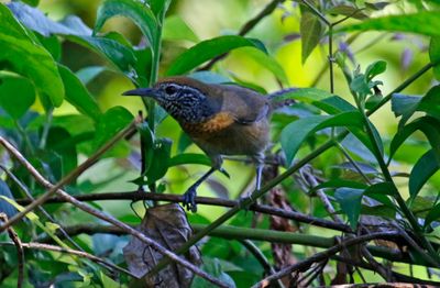 Rufous-breasted Wren (Pheugopedius rutilus)