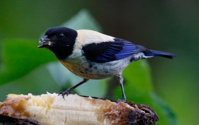 Black-headed Tanager (Stilpnia cyanoptera)