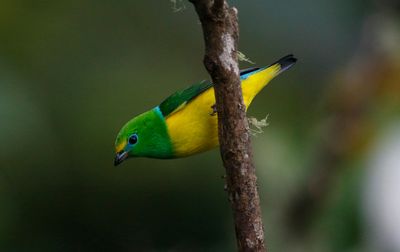 Blue-naped Chlorophonia (Chlorophonia cyanea psittacina) Mountain House, Sierra nevada de Santa Marta, Colombia