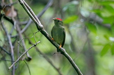Lance-tailed Manakin (Chiroxiphia lanceolata)