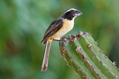 Orinoco Saltator (Saltator orenocensis)