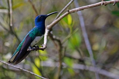 White-necked Jacobin (Florisuga mellivora)