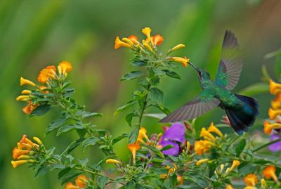 Lesser Violetear (Colibri cyanotus)