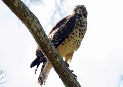 Red-shouldered Hawk (Buteo lineatus) Audubon Corkscrew Swamp Sanctuary, Florida US