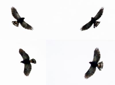 g13/24/1048224/3/174310968.df733afb.JPEG