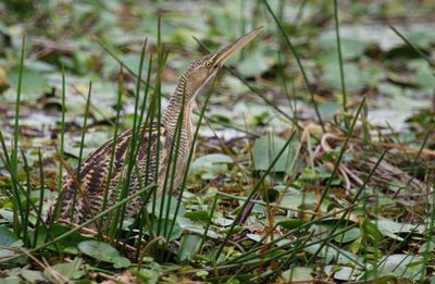 Pinnated Bittern (Botaurus pinnatus pinnatus) Medio Queso wetland, Los Chiles, Costa Rica