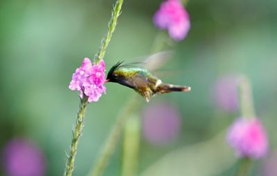 Black-crested Coquette (Lophornis helenae)