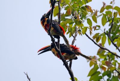 Costa Rica - Danta Corcovado Lodge, Osa Peninsula & Ciudad Neily