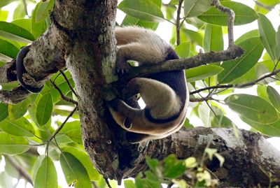 Northern Tamandua (Tamandua mexicana)