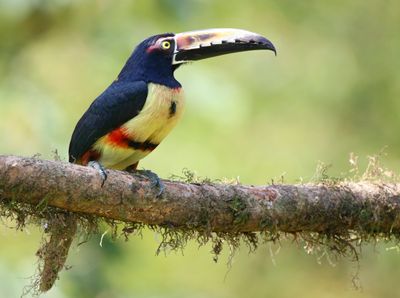 Collared Aracari (Pteroglossus torquatus)