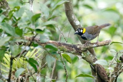 White-eared Ground Sparrow (Melozone leucotis)
